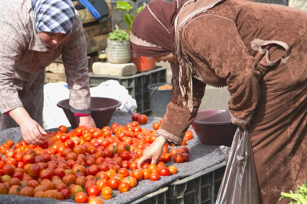 Las mujeres eligen tomates — Foto de Stock