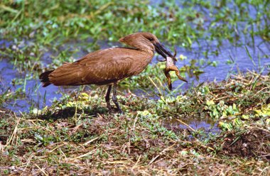 Hamerkop in swamp eating frog