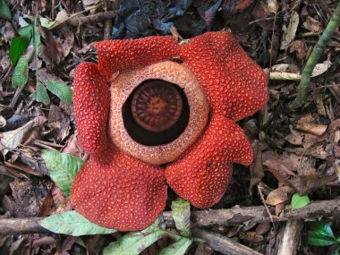 Renkli ve tuhaf rafflesia çiçek
