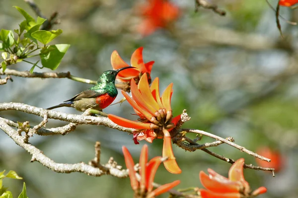 Dubbel krage Sunbird på gren — Stockfoto
