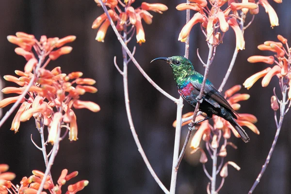 Sunbird coloré assis sur la branche — Photo