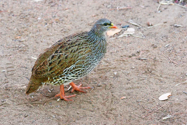 Colorful Natal Francolin staying on sand — Stock Photo, Image