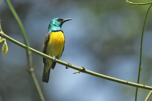 Зелений і жовтий сонячний птах, що сидить на гілці — стокове фото