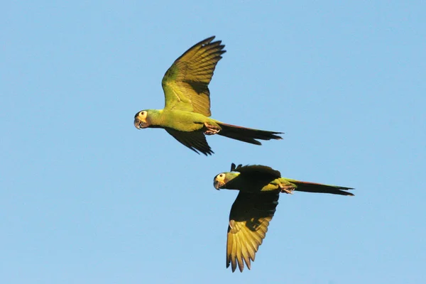 Two macaws flying — Stock fotografie