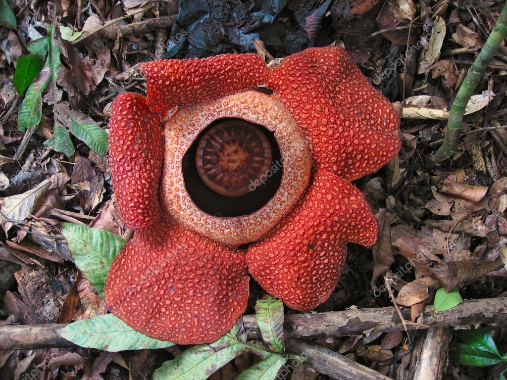 Colorful and strange rafflesia flower Stock Photo by ©toucanet 77293968 Colorful and strange rafflesia flower Stock Photo by ©toucanet 77293968