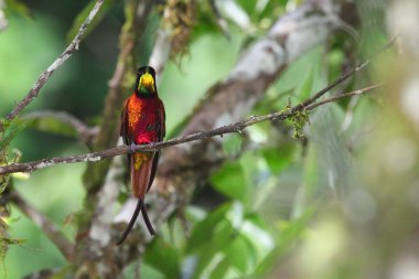 Wonderful hummingbird with shining feathers
