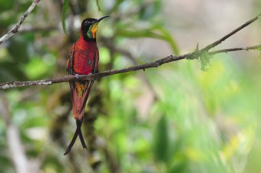Wonderful hummingbird with colorful feathers