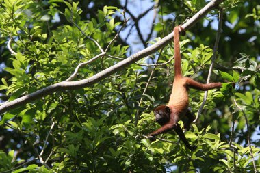 Red howler monkey hanging by the tail
