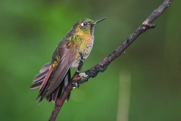 Colibri with colorful feathers — Stockfoto