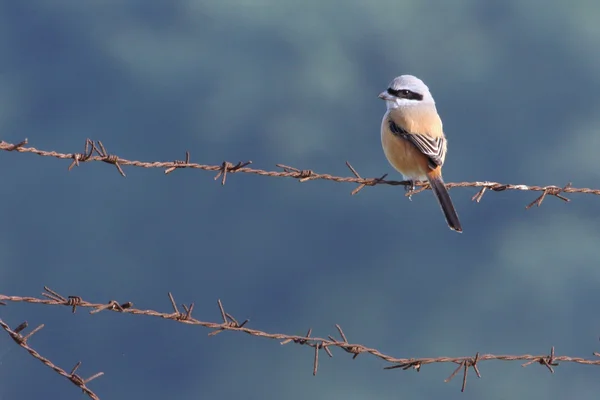 Liten fågel med färgglada fjädrar — Stockfoto