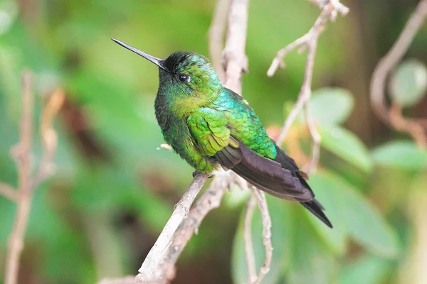 Green colibri perched — Zdjęcie stockowe