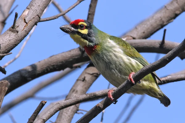 Liten fågel med färgglada fjädrar — Stockfoto