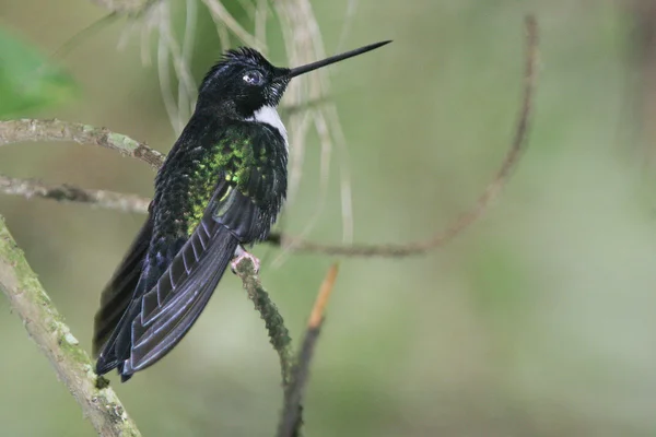 Beija-flor agradável com penas coloridas — Fotografia de Stock