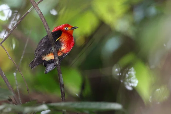 Маленькая птичка с красными и черными перьями — стоковое фото