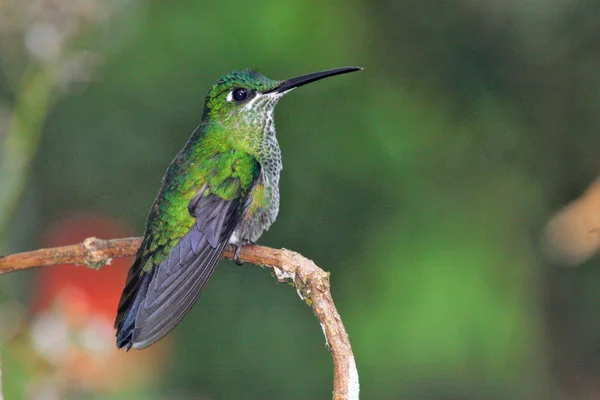 Pequeno beija-flor com penas coloridas — Fotografia de Stock