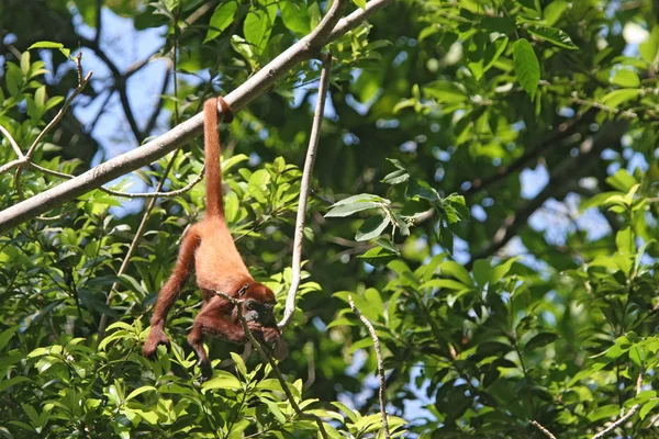 Red howler monkey hanging by the tail — Stock Fotó