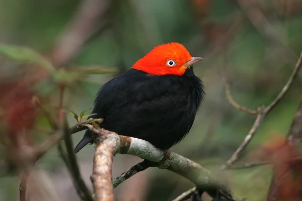 Little red and black bird — Stock Fotó
