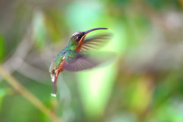 Green and rufous hummingbird flying — ストック写真