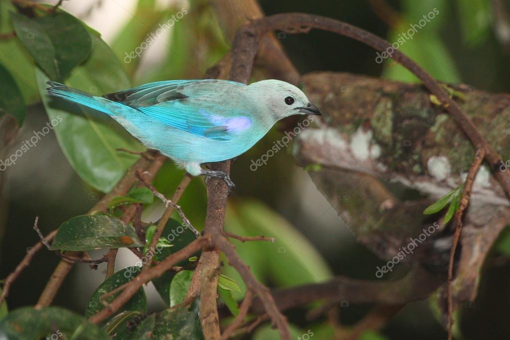 Petit Oiseau Avec Des Plumes Bleu Clair Photographie