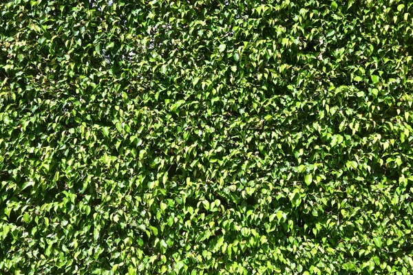 フェンスで緑、新鮮な茂み — ストック写真