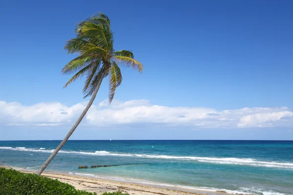 Пальма на піщаному пляжі — стокове фото