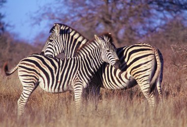 Two zebras staying in tall grass clipart