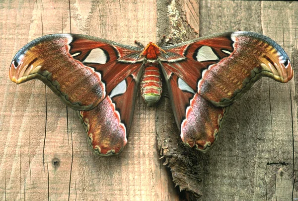 Colorful moth sitting on boards — Stock Photo, Image