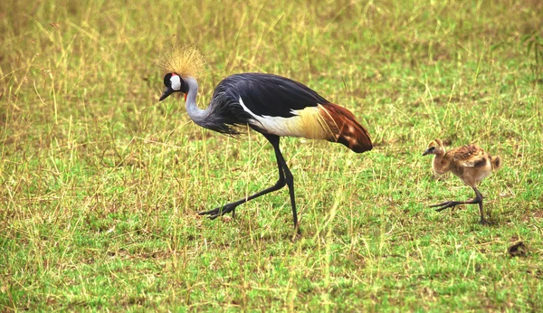 Grey crowned crane and chick — Φωτογραφία Αρχείου