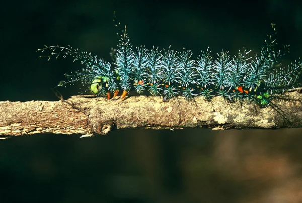 Bunte Raupe am Ast — Stockfoto