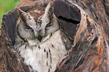 Sleeping big owl in tree hollow