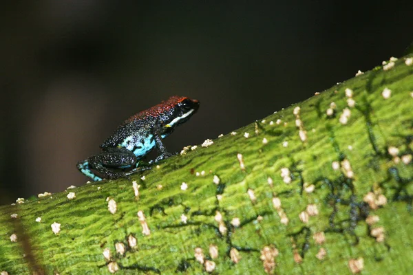 Sapo pequeno colorido — Fotografia de Stock