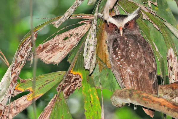 Sleepy owl sitting on branch — Stock Photo, Image