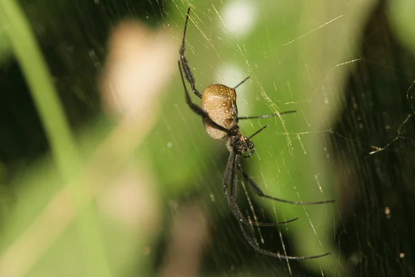 Große Spinne wartet in seinem Netz — Stockfoto