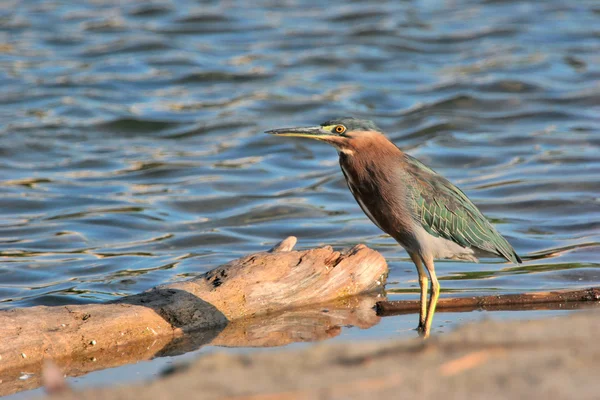 Heron hunting near water — Stockfoto