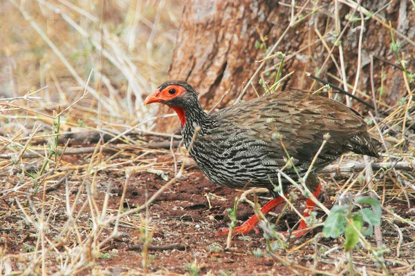 Pájaro gris caminando sobre el suelo — Foto de Stock