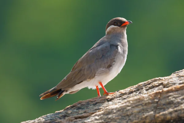 Picturesque, little, gray bird — Zdjęcie stockowe