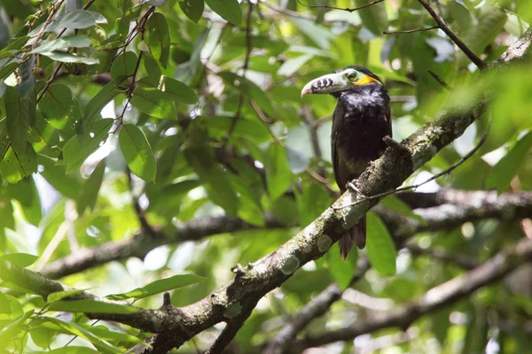 Black toucan sitting on branch — Stockfoto