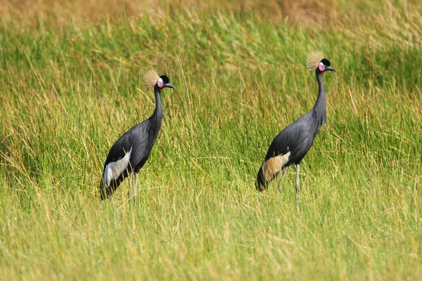 Two black-crowned cranes — Φωτογραφία Αρχείου