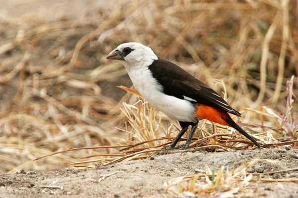 African bird on the ground — Stock Photo, Image