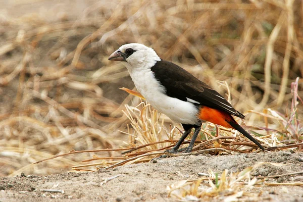 African bird on the ground — Stockfoto