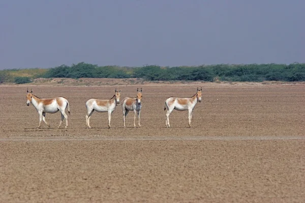 Four wild donkeys staying on sand — Stock Fotó