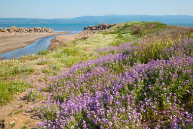 Tepelerde mor bahar çiçekleri