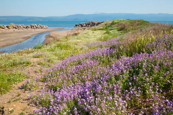 Kwiaty purpurowe sprężyny na wzgórzach — Zdjęcie stockowe