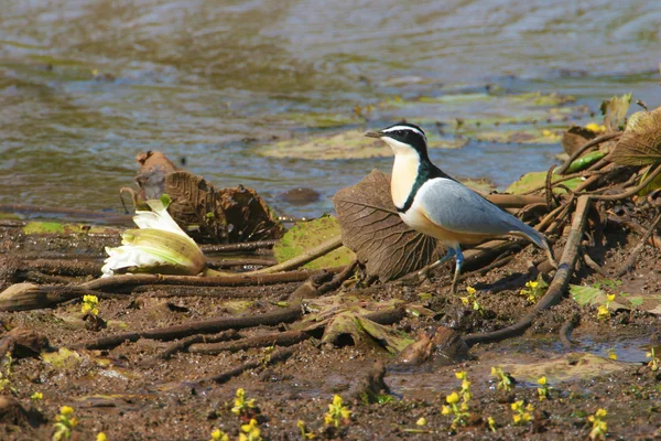 Plover egiziano sulla riva del fiume — Foto Stock