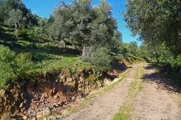 Grond weg onder oude olijfbomen — Stockfoto