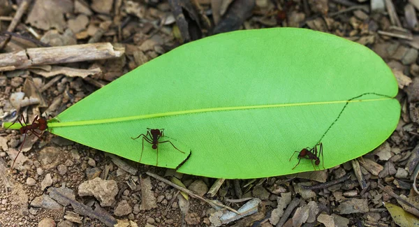 Blad-cutter mieren in Venezuela — Stockfoto