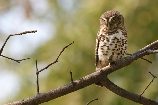 Búho barrado africano en Kruger Park — Foto de Stock