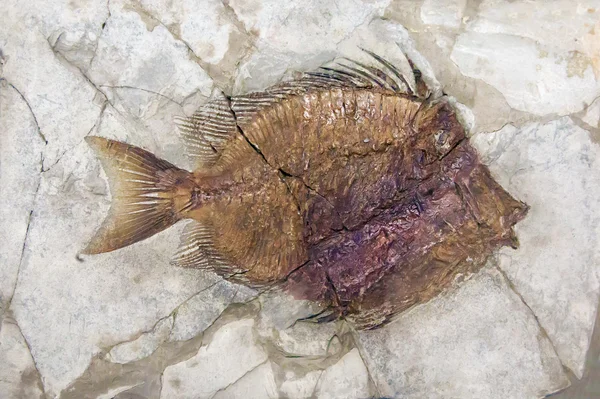 Versteinerte Fische auf Stein — Stockfoto