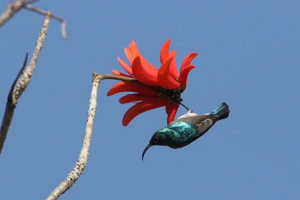 Sunbird op rode bloem — Stockfoto