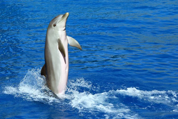 Bellissimo delfino che nuota sulla sua coda — Foto Stock